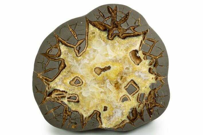 Polished Septarian Slab - Utah #338244